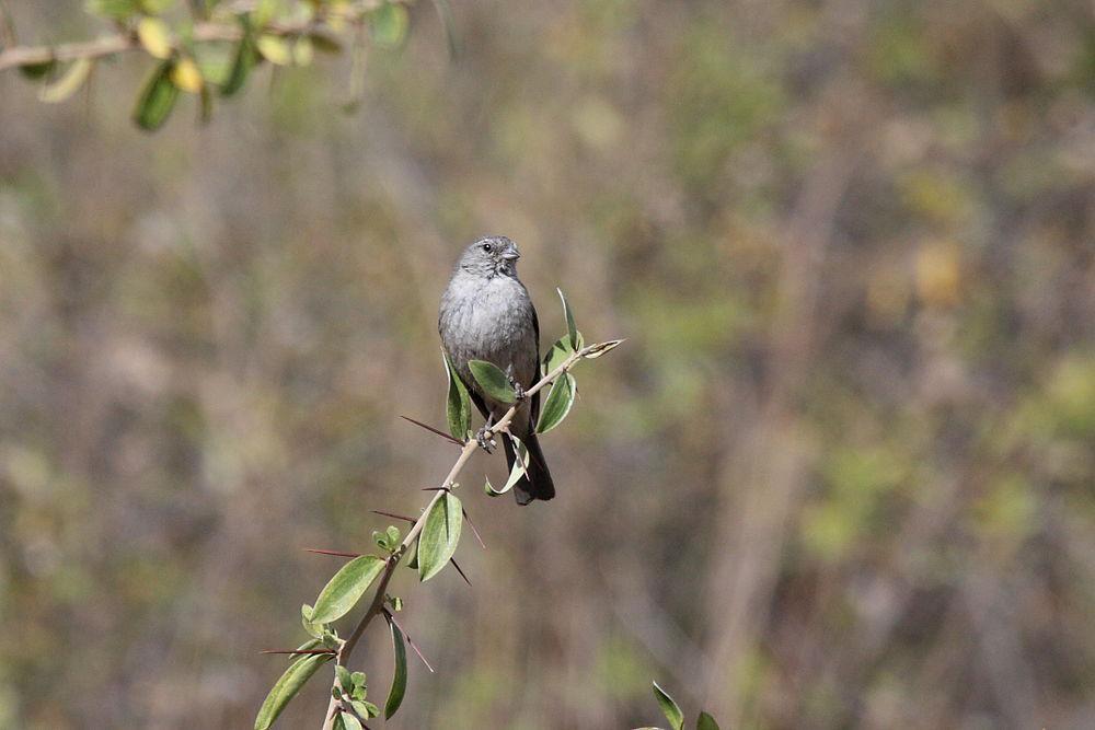 灰胸岭雀鹀 / Ash-breasted Sierra Finch / Geospizopsis plebejus