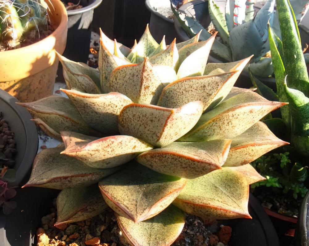 大和锦 Echeveria purpusorum