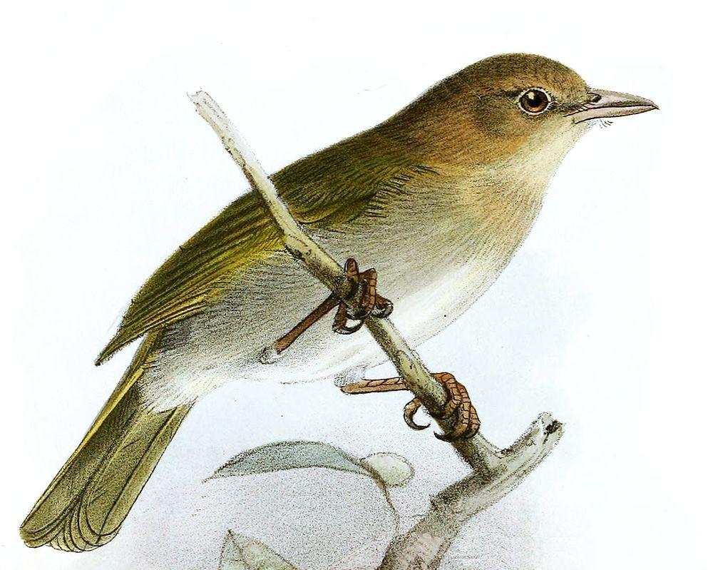 褐头绿莺雀 / Brown-headed Greenlet / Hylophilus brunneiceps