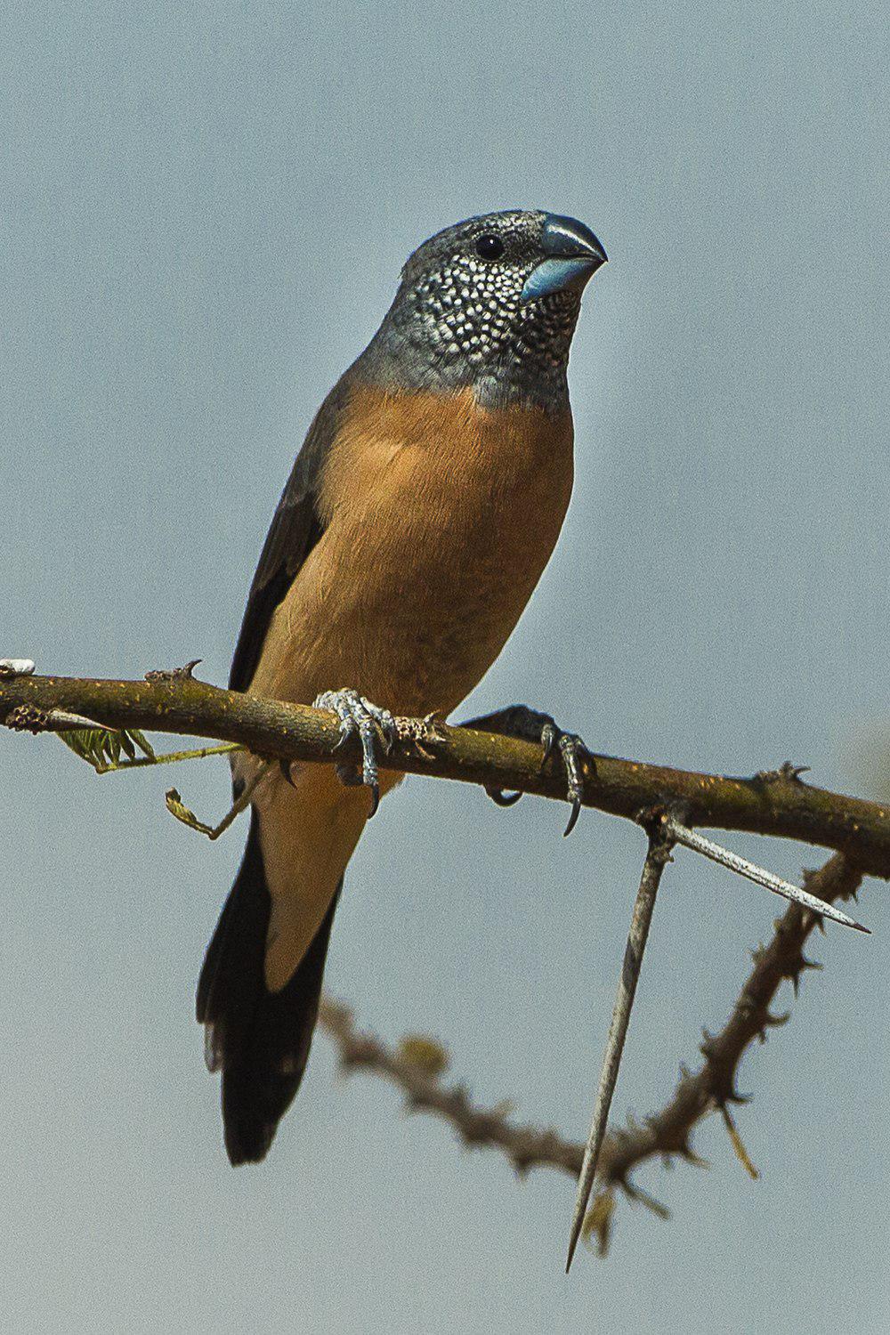 灰头银嘴文鸟 / Grey-headed Silverbill / Spermestes griseicapilla