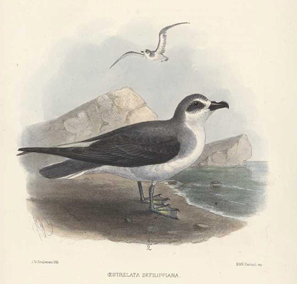 迪氏圆尾鹱 / De Filippi\'s Petrel / Pterodroma defilippiana