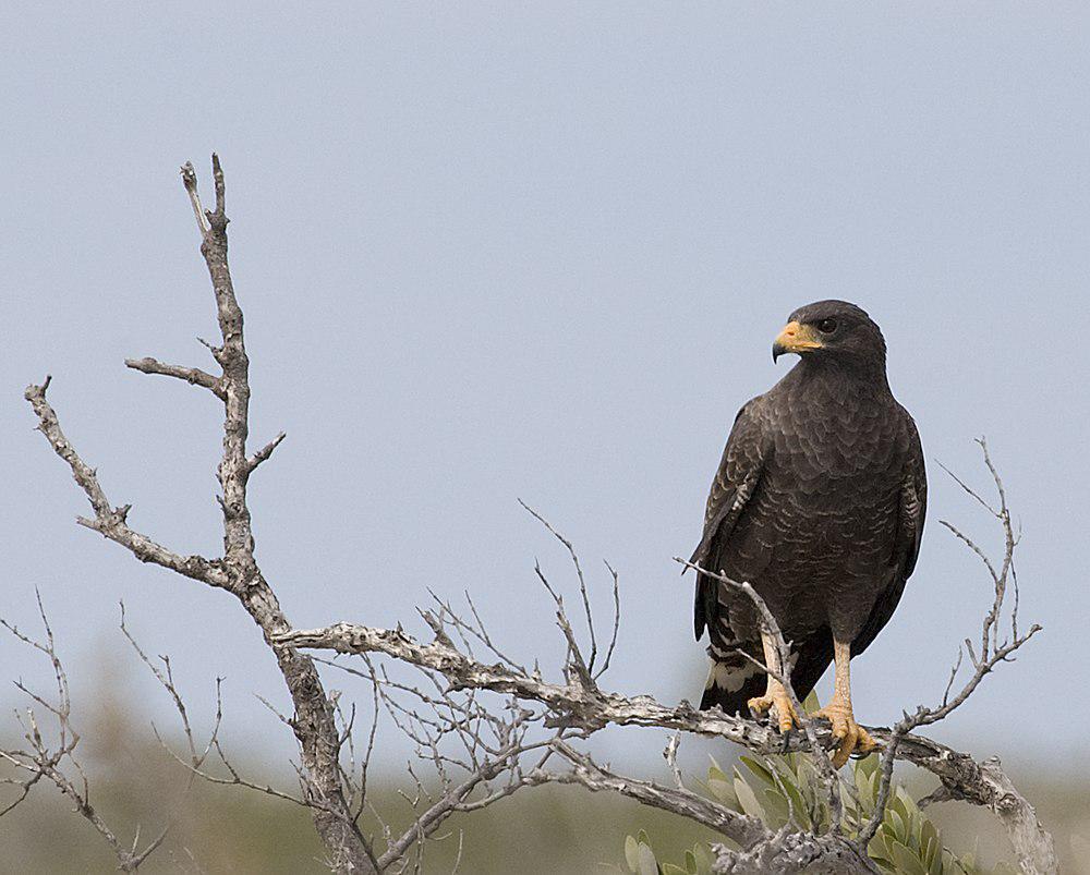 古巴鸡鵟 / Cuban Black Hawk / Buteogallus gundlachii