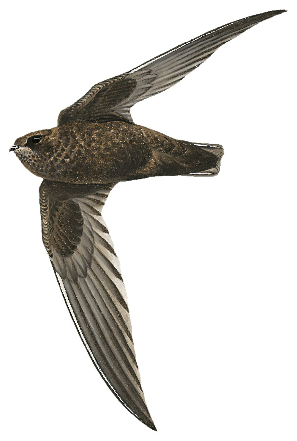 白颏黑雨燕 / White-chinned Swift / Cypseloides cryptus