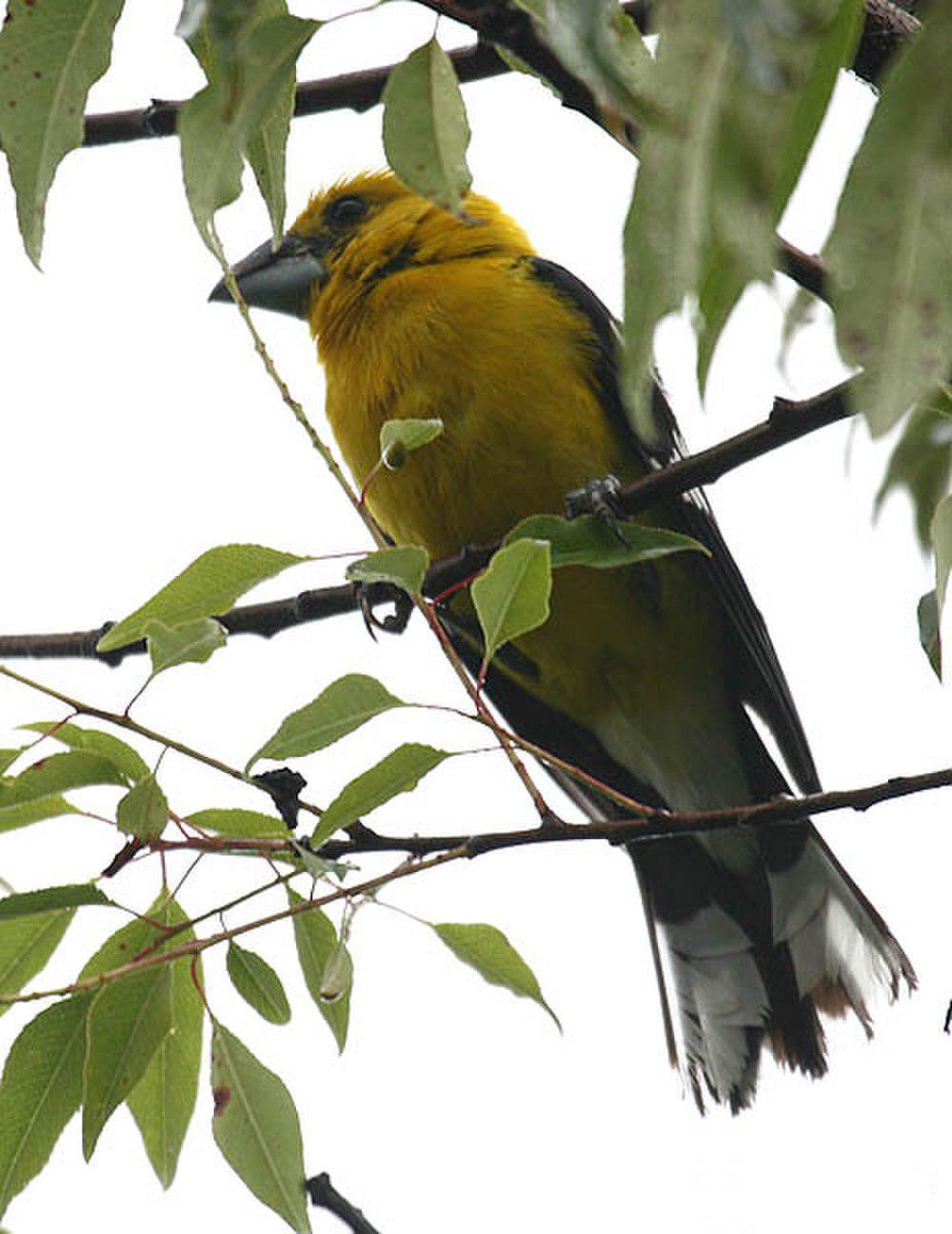 黄腹白斑翅雀 / Golden Grosbeak / Pheucticus chrysogaster