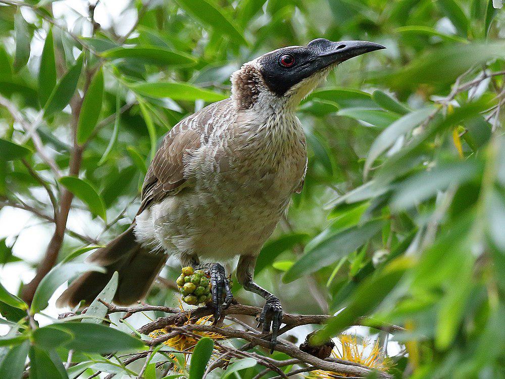 银冠吮蜜鸟 / Silver-crowned Friarbird / Philemon argenticeps