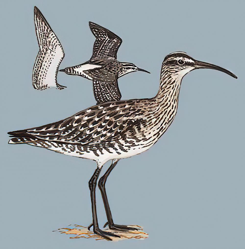 中杓鹬 / Eurasian Whimbrel / Numenius phaeopus