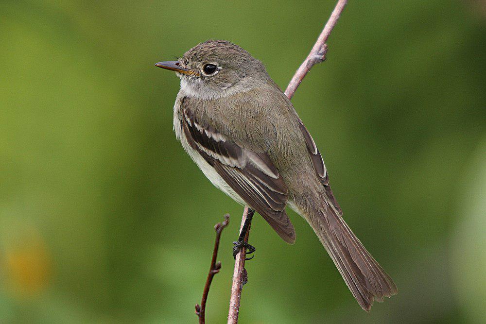 恺木纹霸鹟 / Alder Flycatcher / Empidonax alnorum