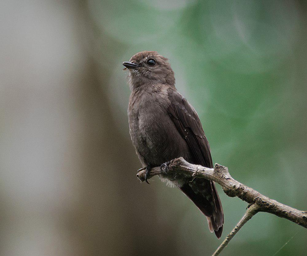 乌氏鹟 / Ussher\'s Flycatcher / Muscicapa ussheri