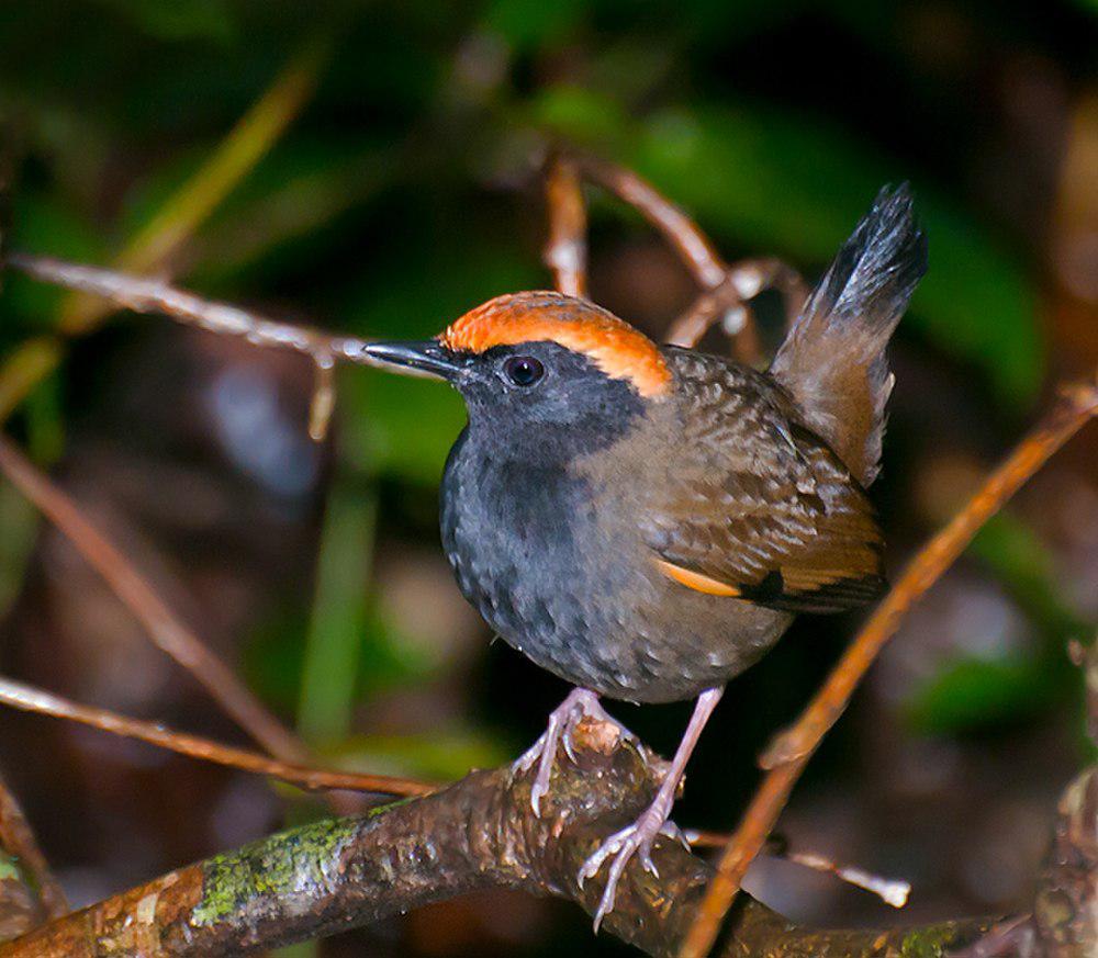 棕顶蚁鸫 / Rufous-capped Antthrush / Formicarius colma