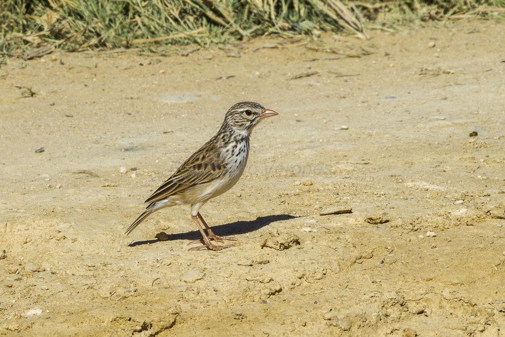 马岛歌百灵 / Madagascan Lark / Eremopterix hova