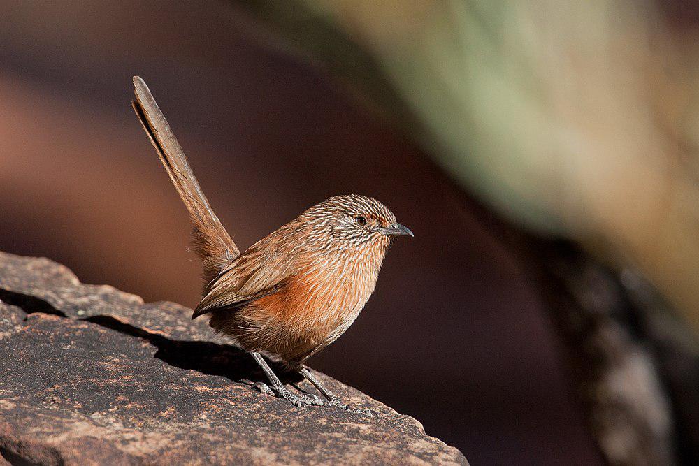 乌草鹩莺 / Dusky Grasswren / Amytornis purnelli