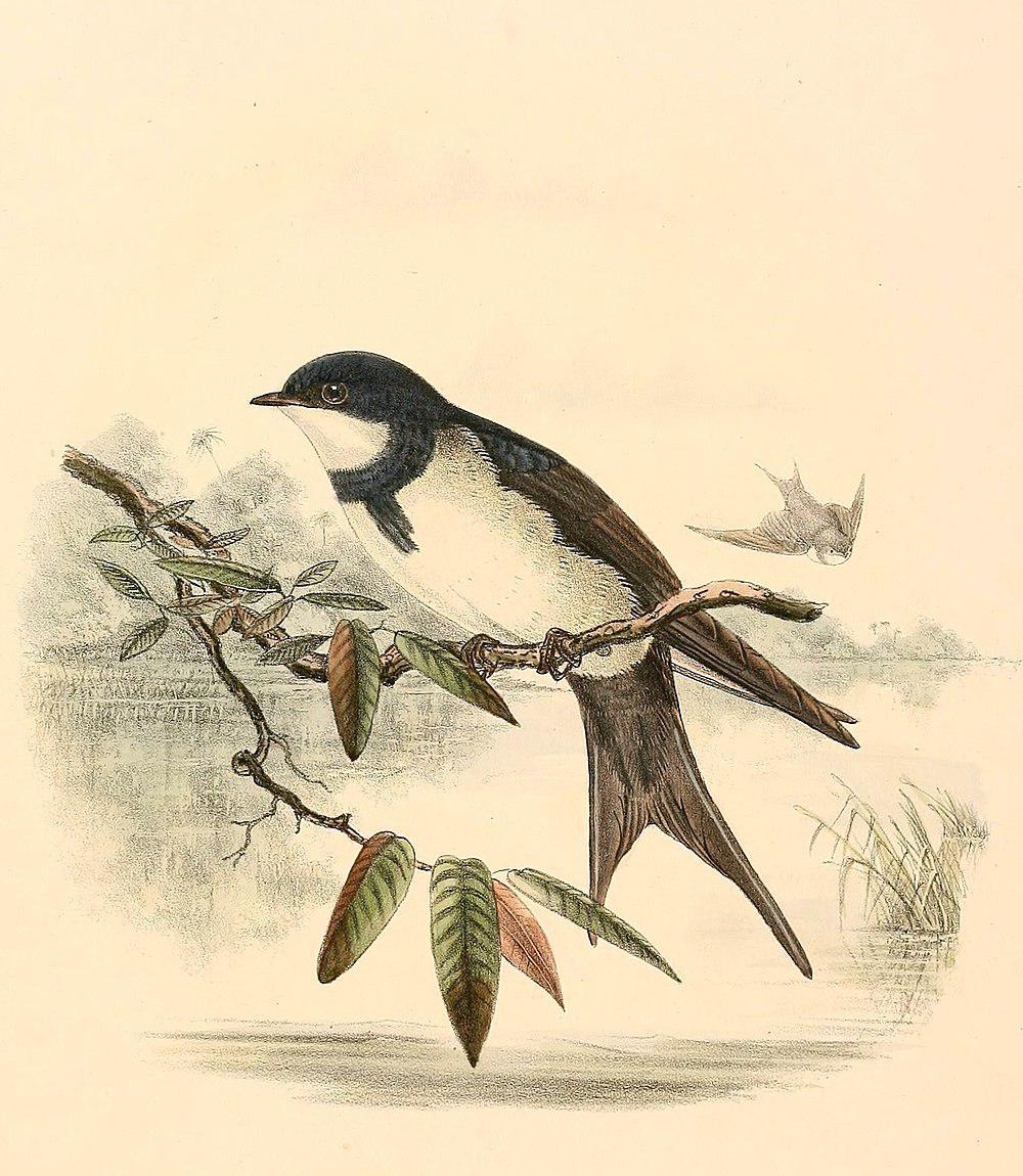 黑领燕 / Black-collared Swallow / Atticora melanoleuca