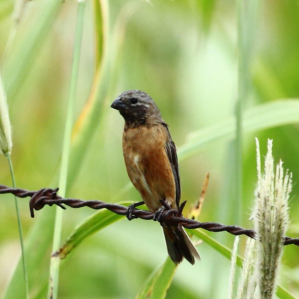 黑喉食籽雀 / Dark-throated Seedeater / Sporophila ruficollis