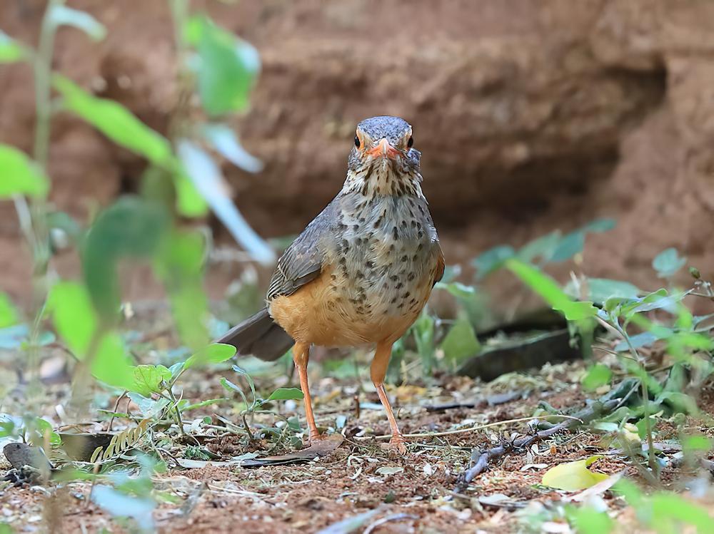 非洲裸眼鸫 / Bare-eyed Thrush / Turdus tephronotus