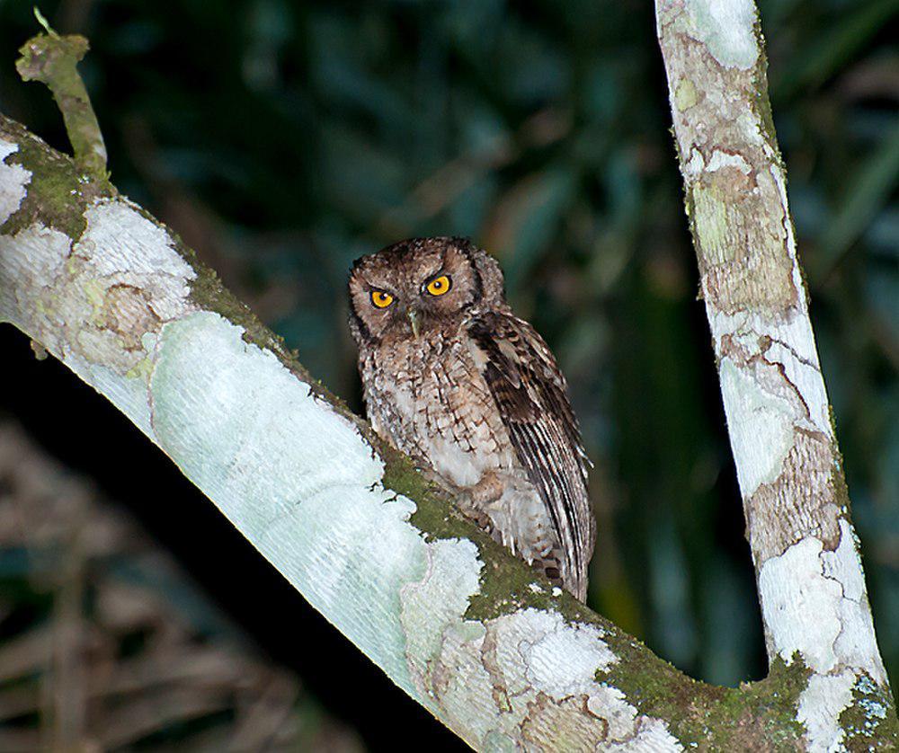 黑顶角鸮 / Black-capped Screech Owl / Megascops atricapilla