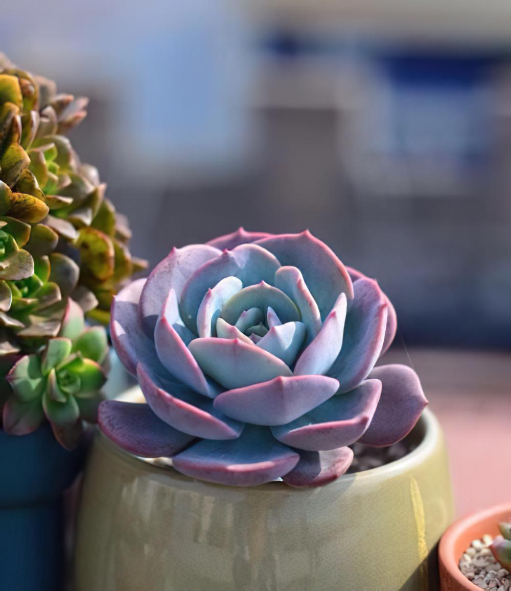 红粉台阁 Echeveria runyonii cv