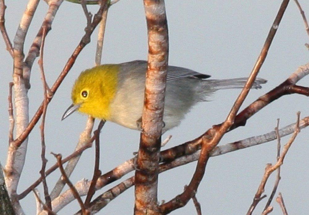 黄头灰森莺 / Yellow-headed Warbler / Teretistris fernandinae