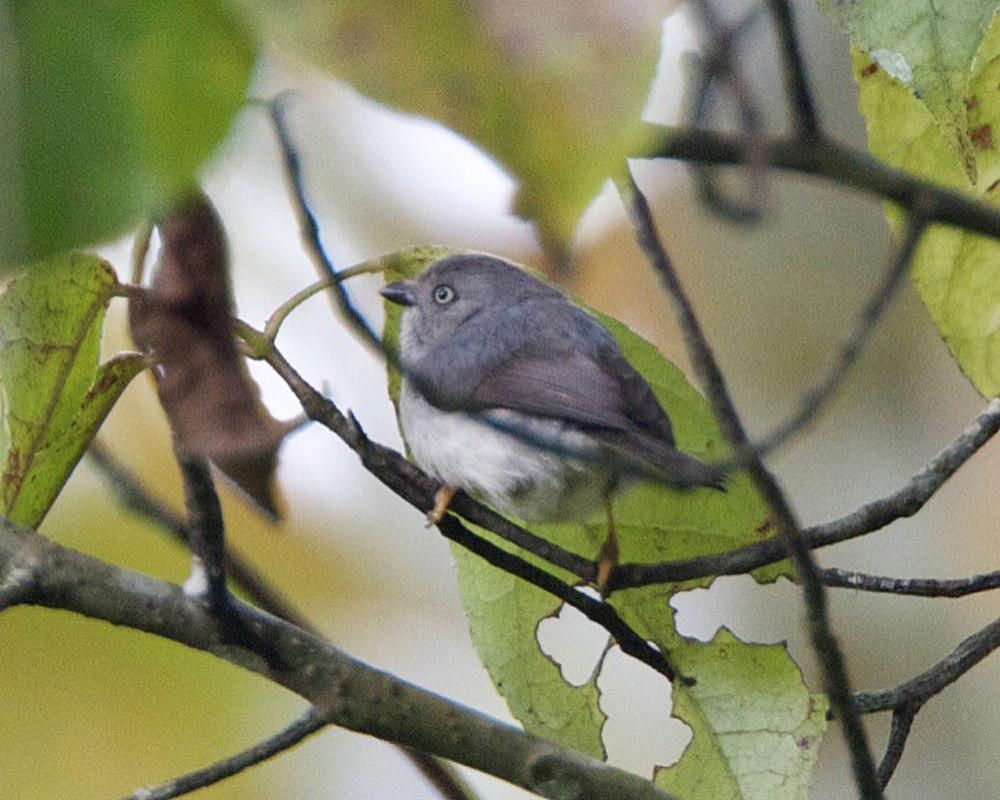 侏长尾山雀 / Pygmy Bushtit / Aegithalos exilis