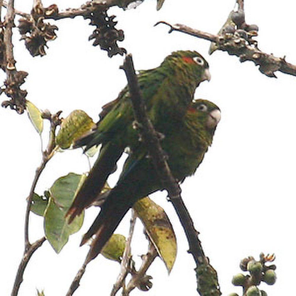 黄翅鹦哥 / Sulphur-winged Parakeet / Pyrrhura hoffmanni