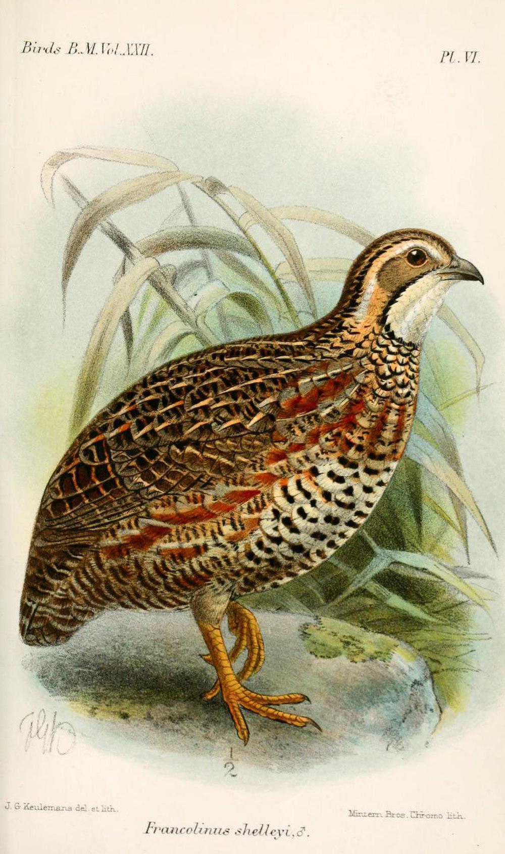 谢氏鹧鸪 / Shelley\'s Francolin / Scleroptila shelleyi