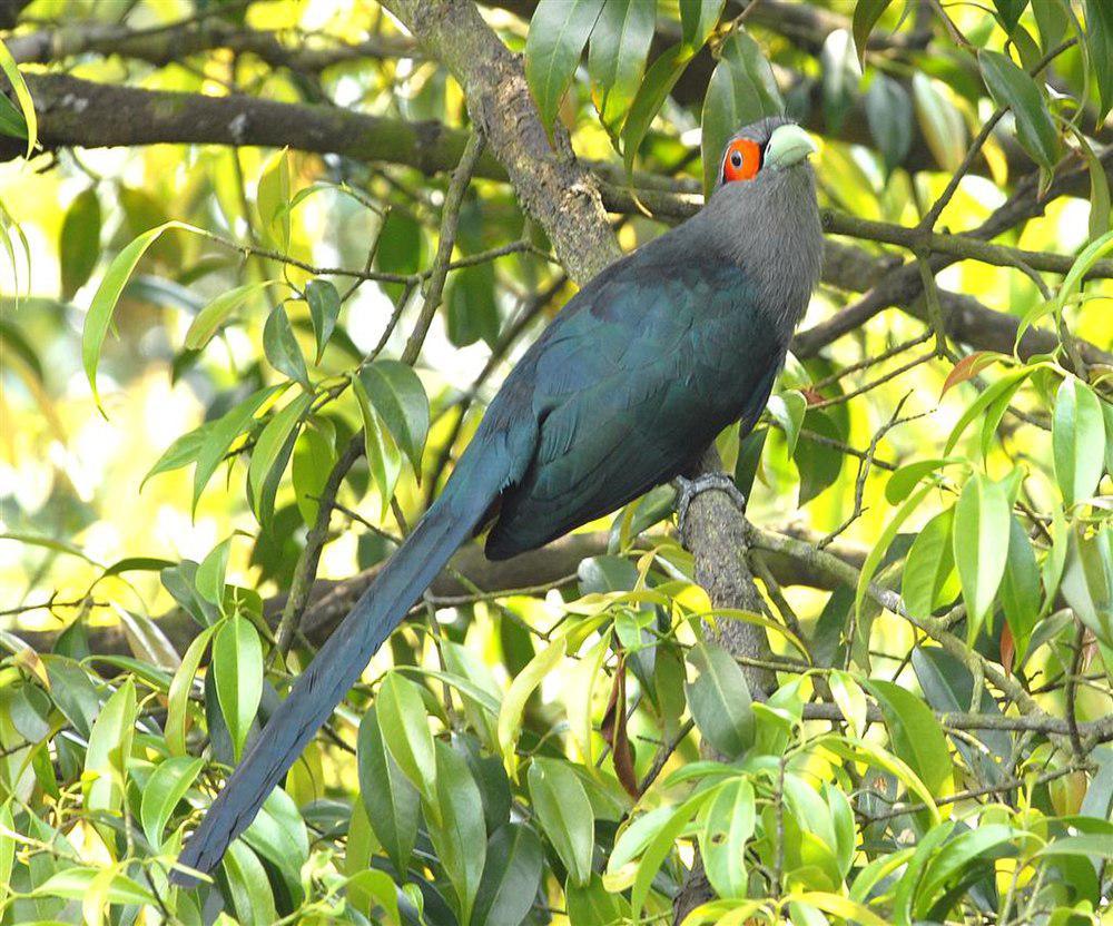 棕腹地鹃 / Chestnut-bellied Malkoha / Phaenicophaeus sumatranus