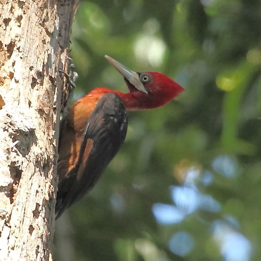 红颈啄木鸟 / Red-necked Woodpecker / Campephilus rubricollis