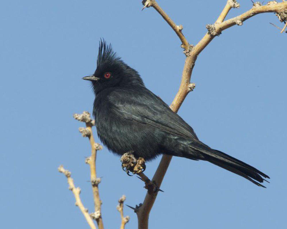 黑丝鹟 / Phainopepla / Phainopepla nitens