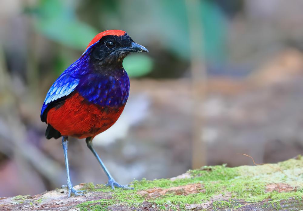 榴红八色鸫 / Garnet Pitta / Erythropitta granatina