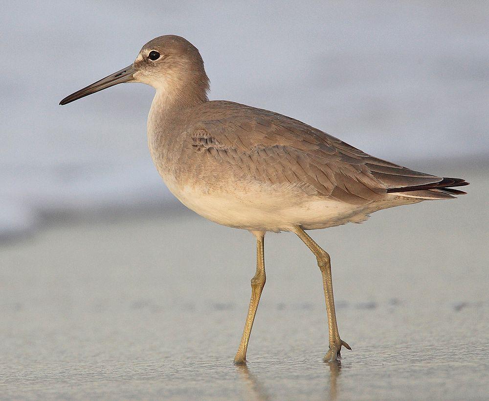 斑翅鹬 / Willet / Tringa semipalmata