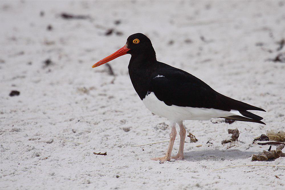 智利蛎鹬 / Magellanic Oystercatcher / Haematopus leucopodus