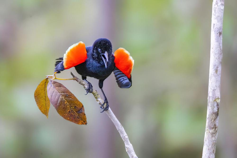 红翅黑鹂 / Red-winged Blackbird / Agelaius phoeniceus