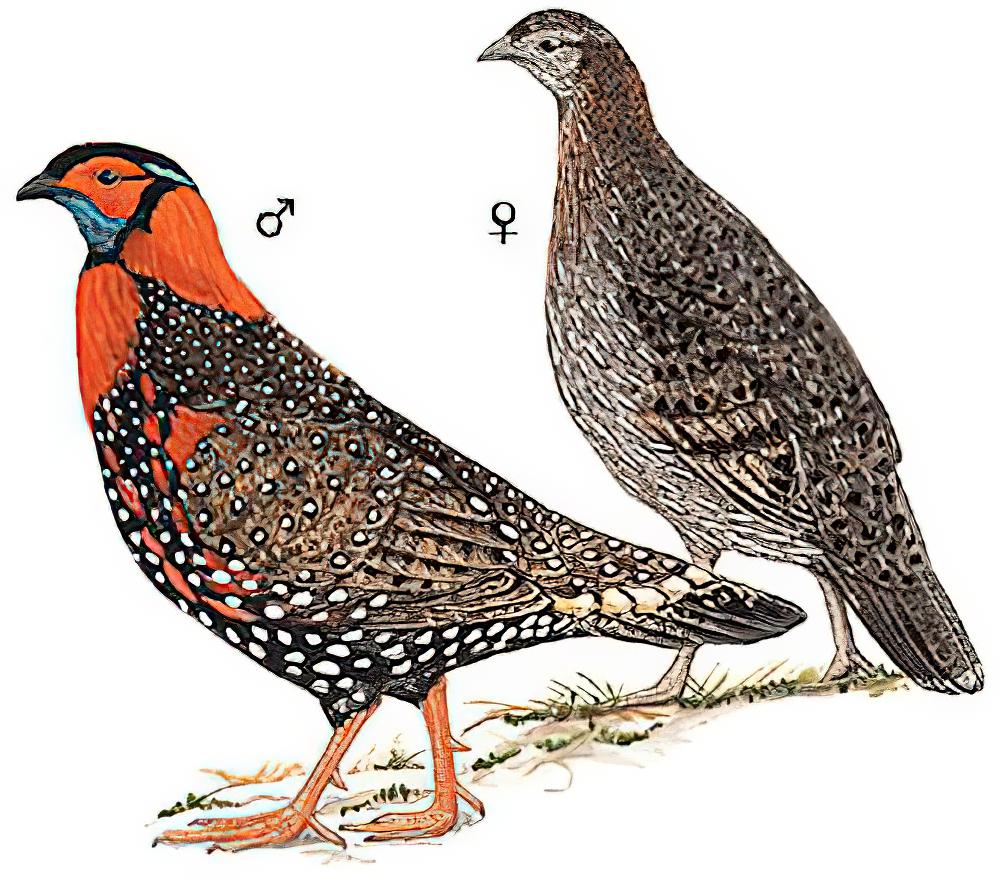 黑头角雉 / Western Tragopan / Tragopan melanocephalus