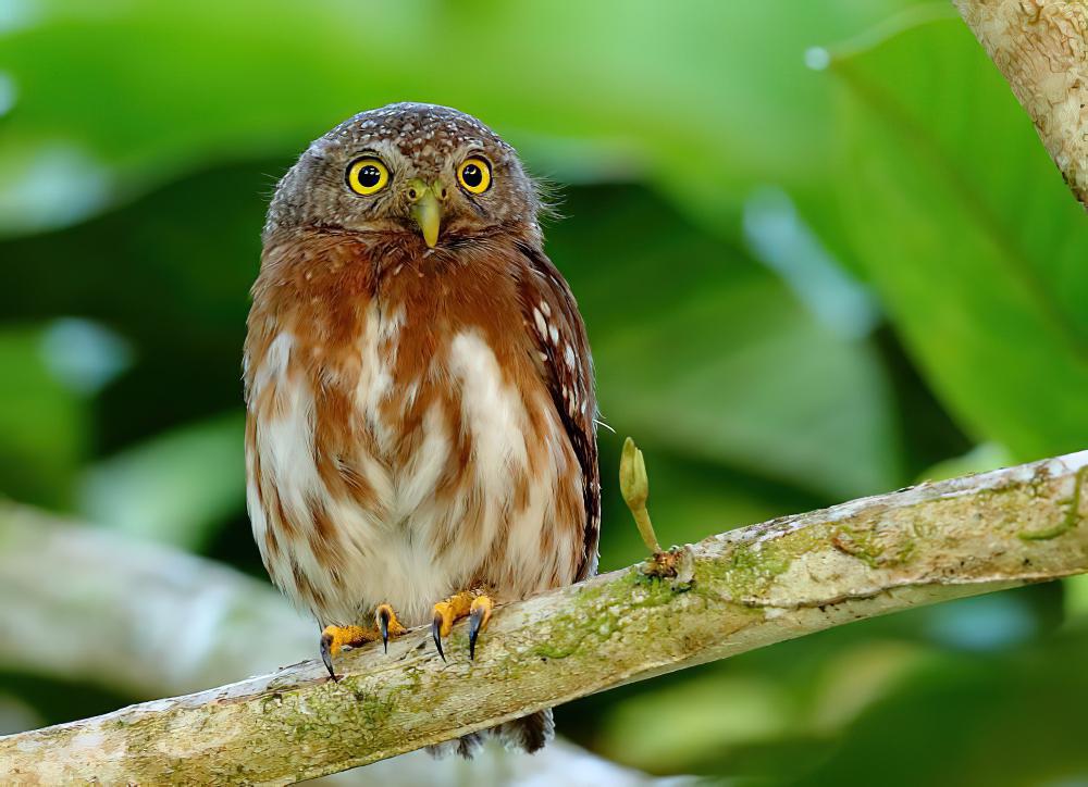 中美鸺鹠 / Central American Pygmy Owl / Glaucidium griseiceps