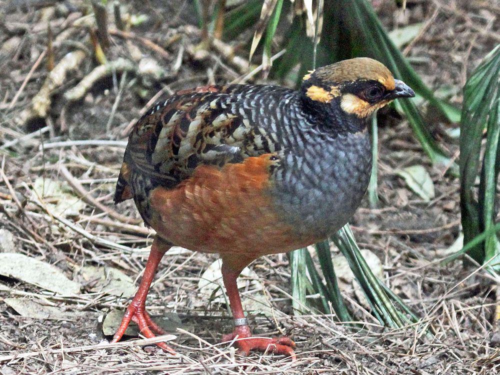 棕腹山鹧鸪 / Chestnut-bellied Partridge / Arborophila javanica