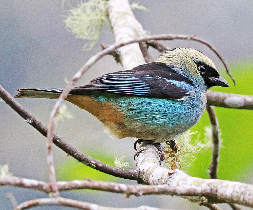 辉绿唐加拉雀 / Metallic-green Tanager / Tangara labradorides