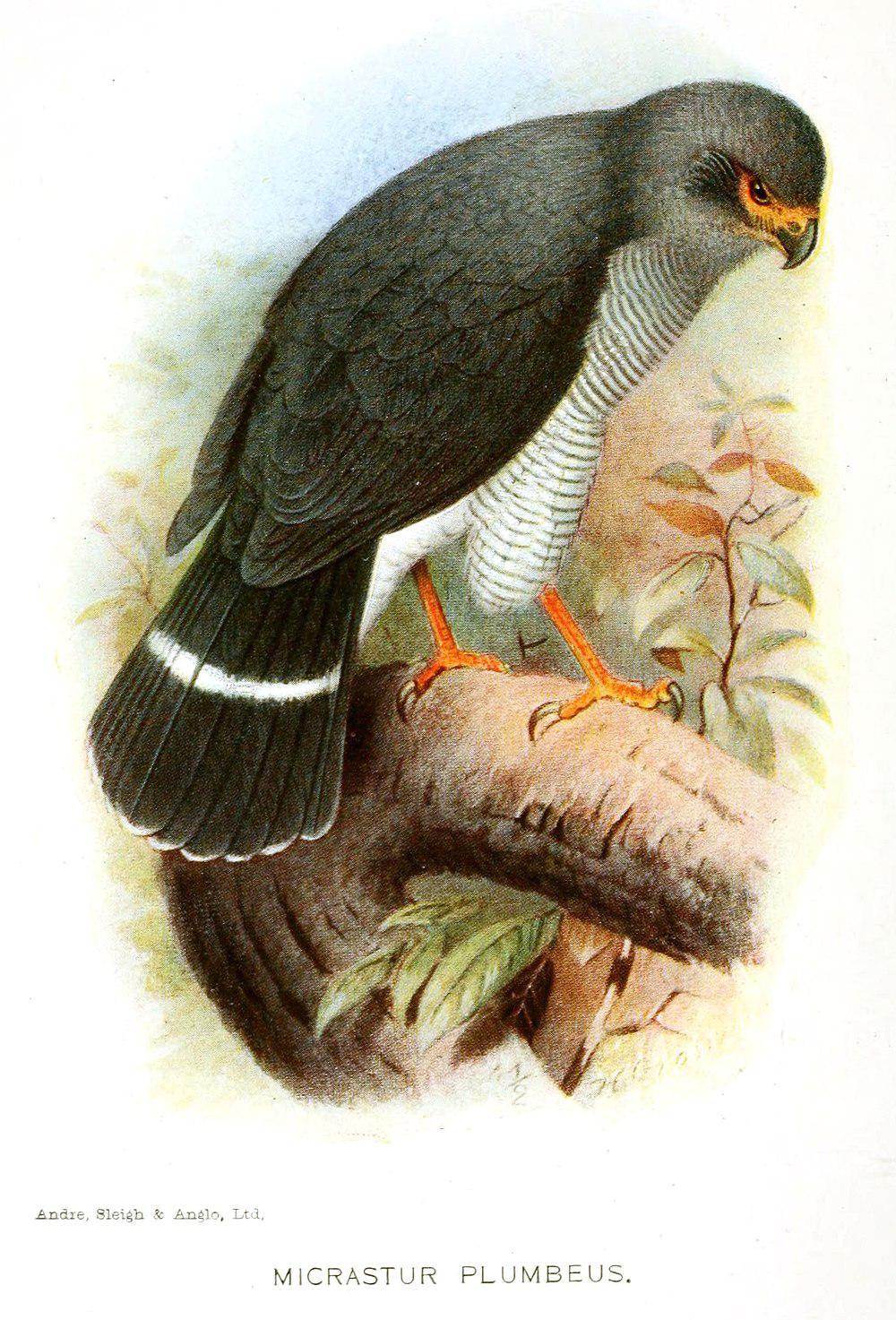 铅色林隼 / Plumbeous Forest Falcon / Micrastur plumbeus