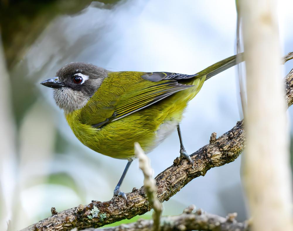 灌丛唐纳雀 / Common Bush Tanager / Chlorospingus flavopectus