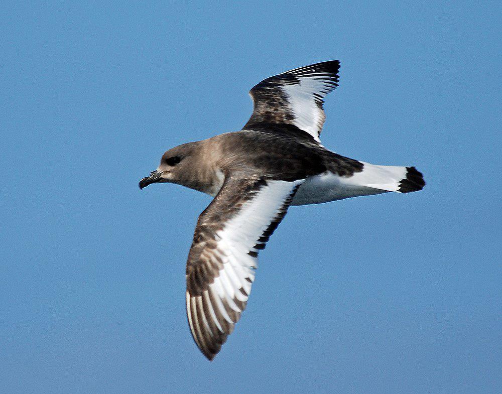 南极鹱 / Antarctic Petrel / Thalassoica antarctica