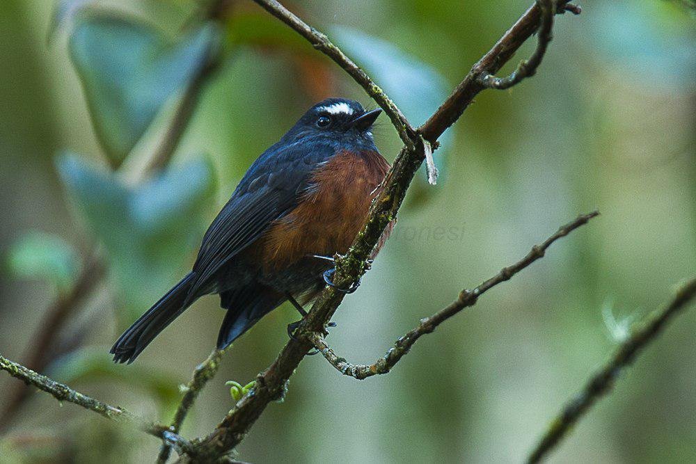 灰背唧霸鹟 / Slaty-backed Chat-Tyrant / Ochthoeca cinnamomeiventris