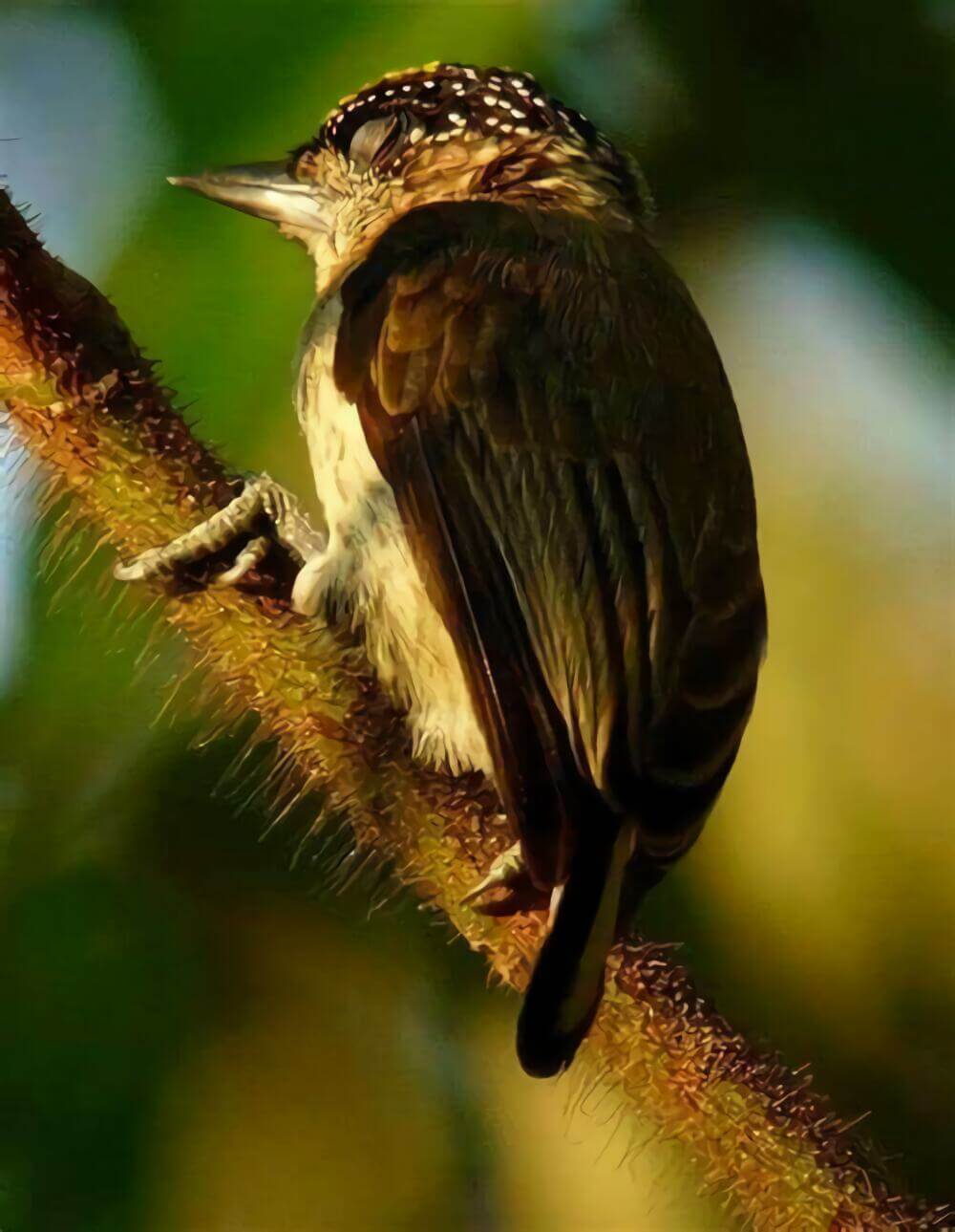 灰姬啄木鸟 / Greyish Piculet / Picumnus granadensis