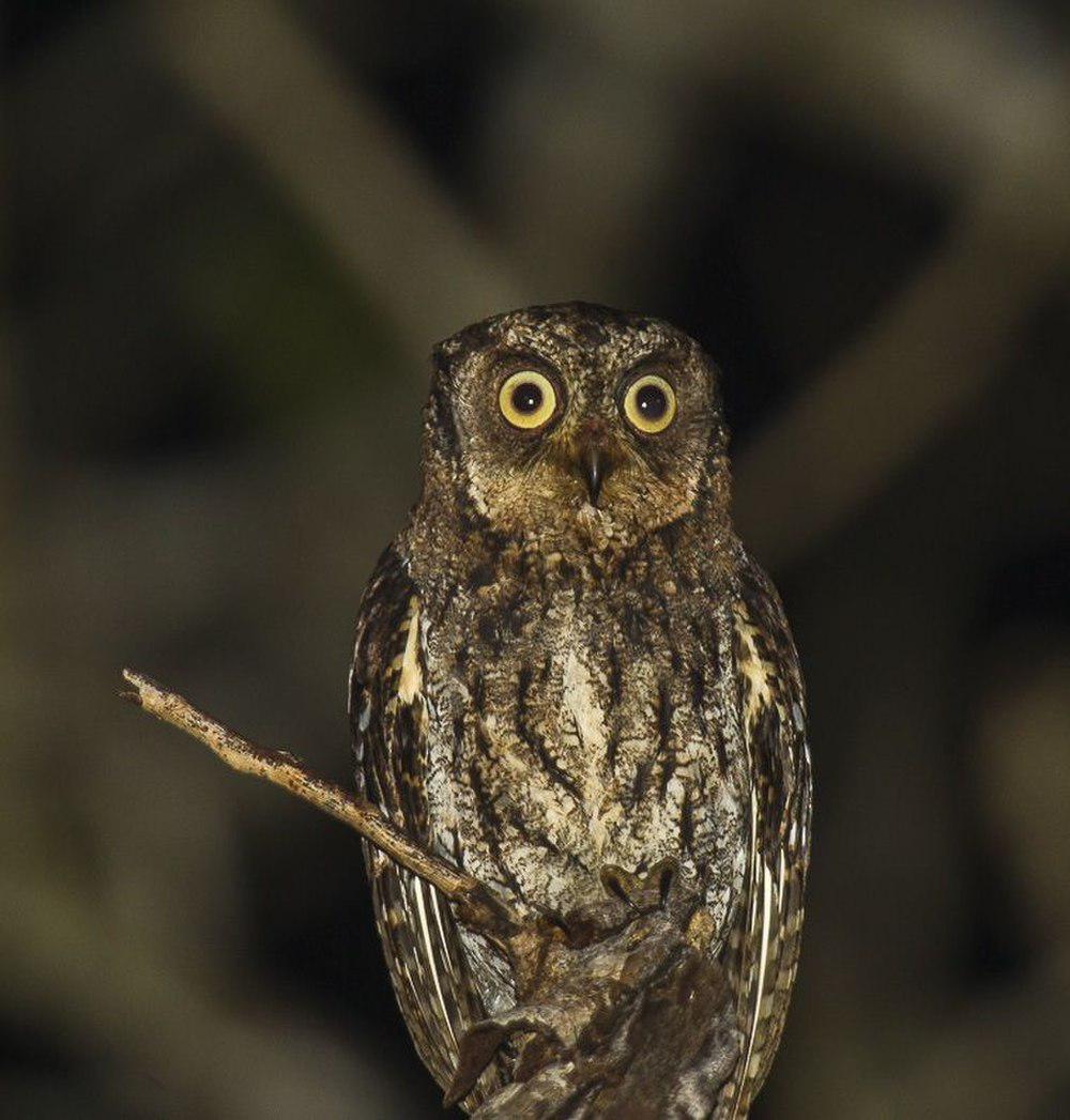 摩鹿加角鸮 / Moluccan Scops Owl / Otus magicus
