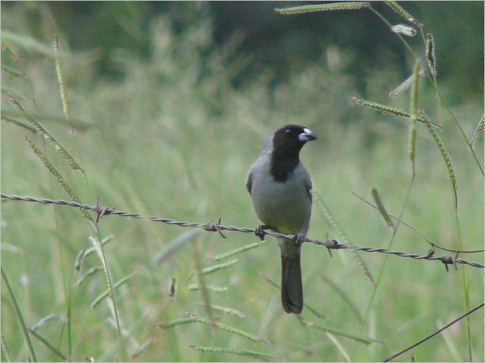 黑脸唐纳雀 / Black-faced Tanager / Schistochlamys melanopis