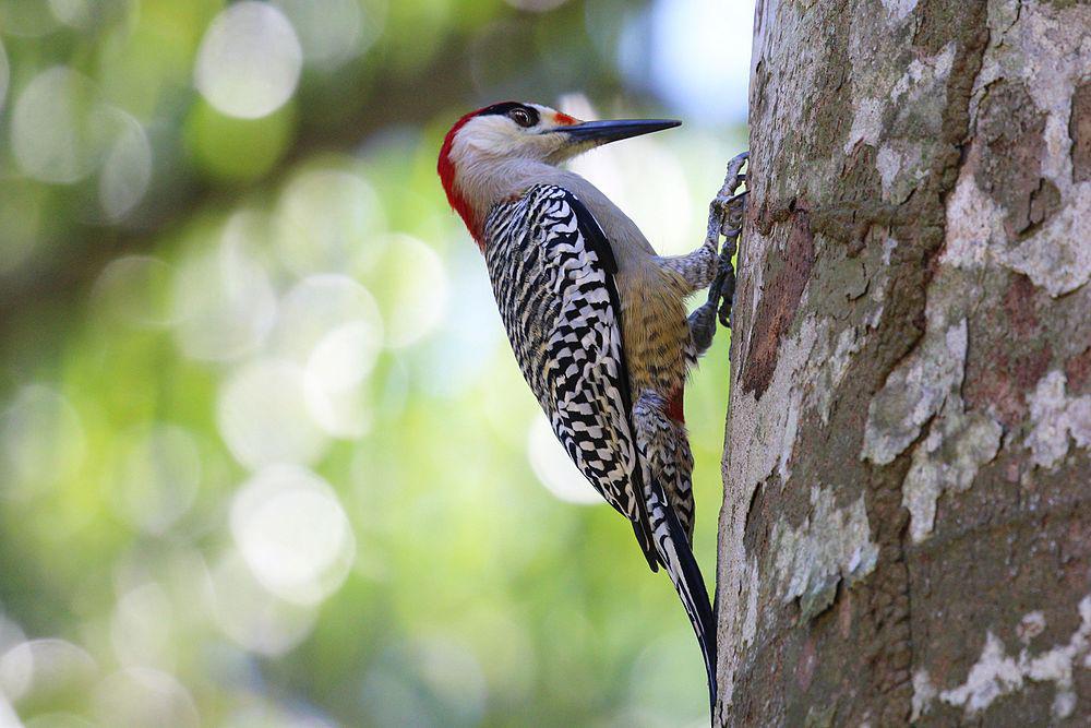 大红腹啄木鸟 / West Indian Woodpecker / Melanerpes superciliaris