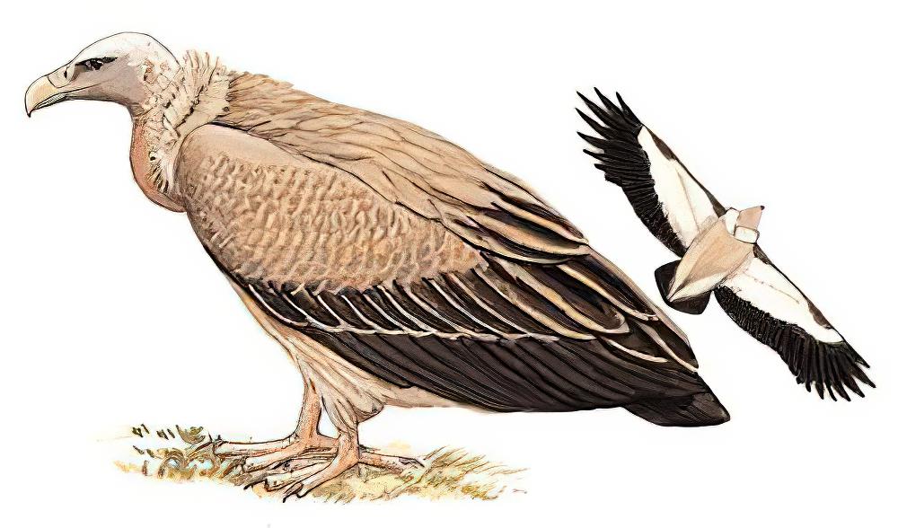 高山兀鹫 / Himalayan Vulture / Gyps himalayensis