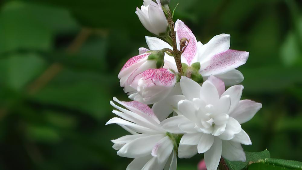 山梅花