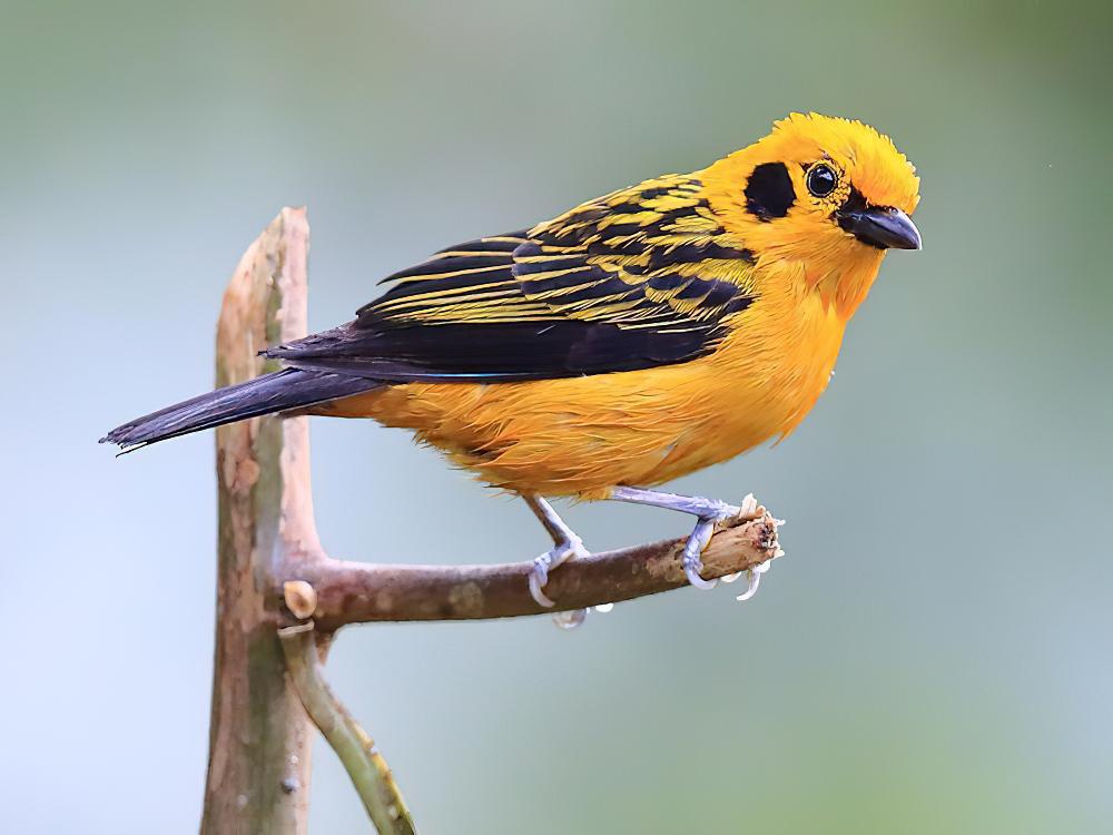 金唐加拉雀 / Golden Tanager / Tangara arthus