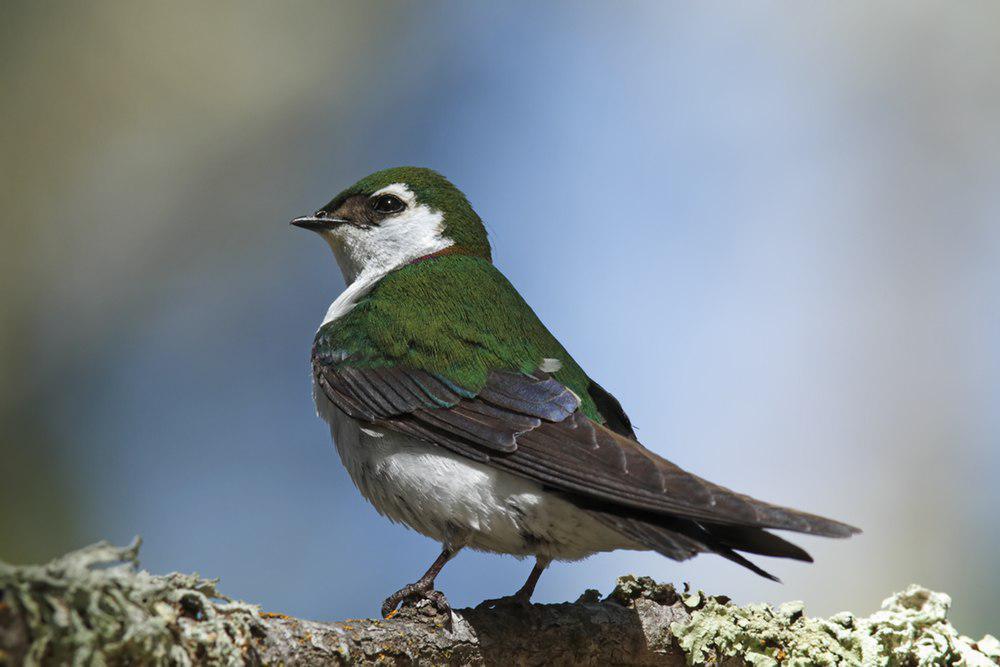 紫绿树燕 / Violet-green Swallow / Tachycineta thalassina