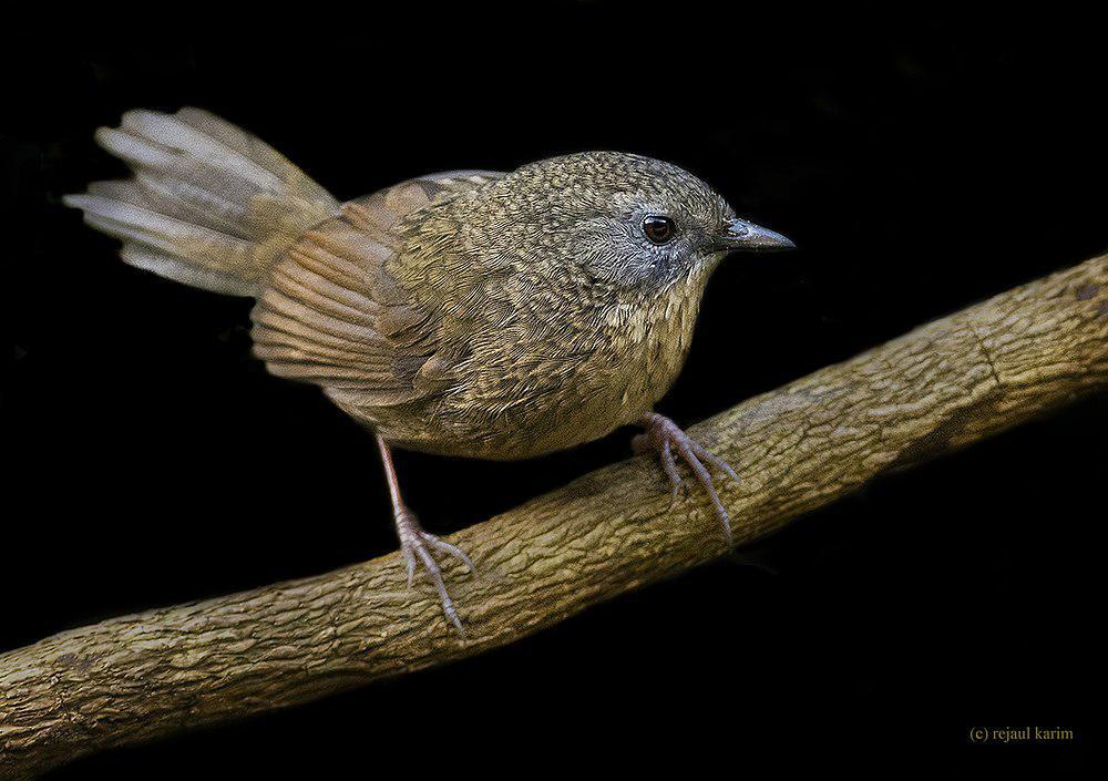 茶胸鹩鹛 / Tawny-breasted Wren-Babbler / Spelaeornis longicaudatus