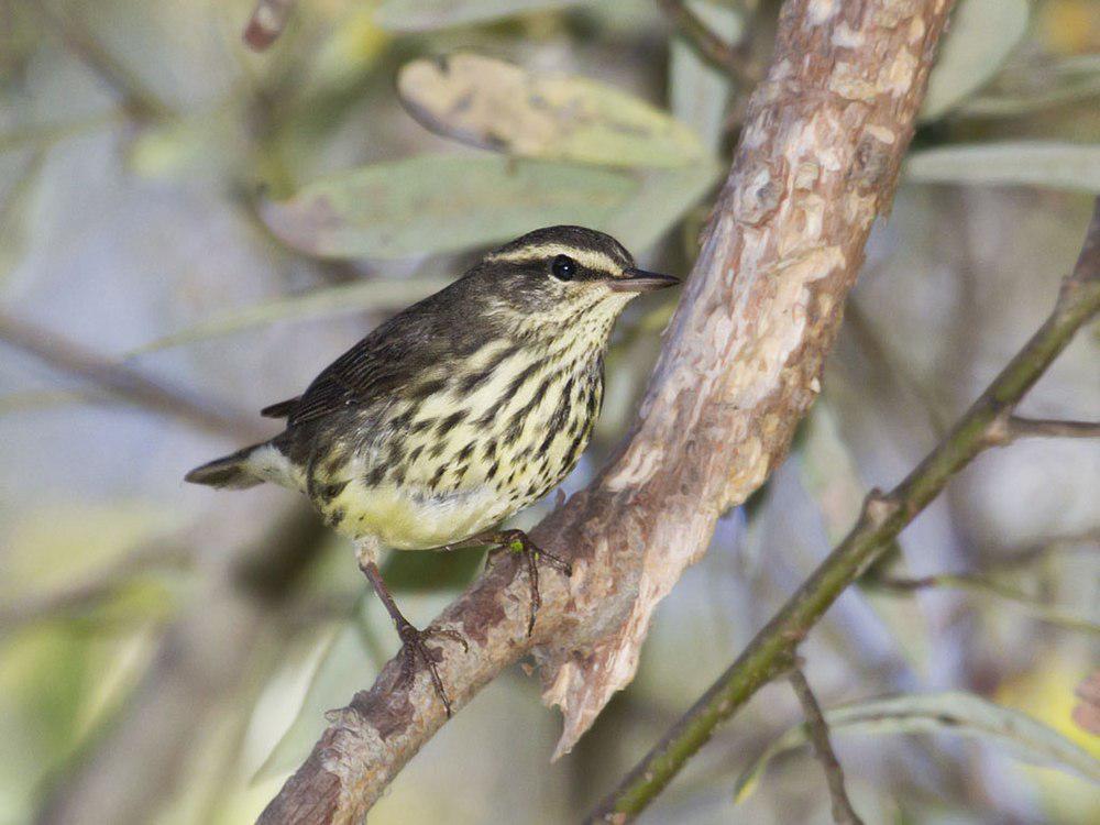 黄眉灶莺 / Northern Waterthrush / Parkesia noveboracensis