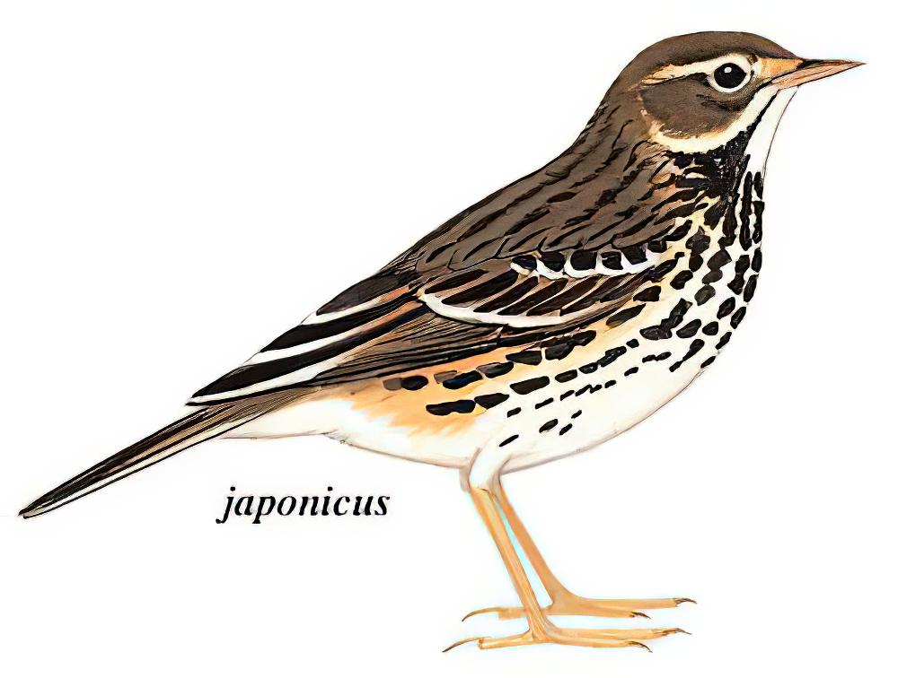 黄腹鹨 / Buff-bellied Pipit / Anthus rubescens